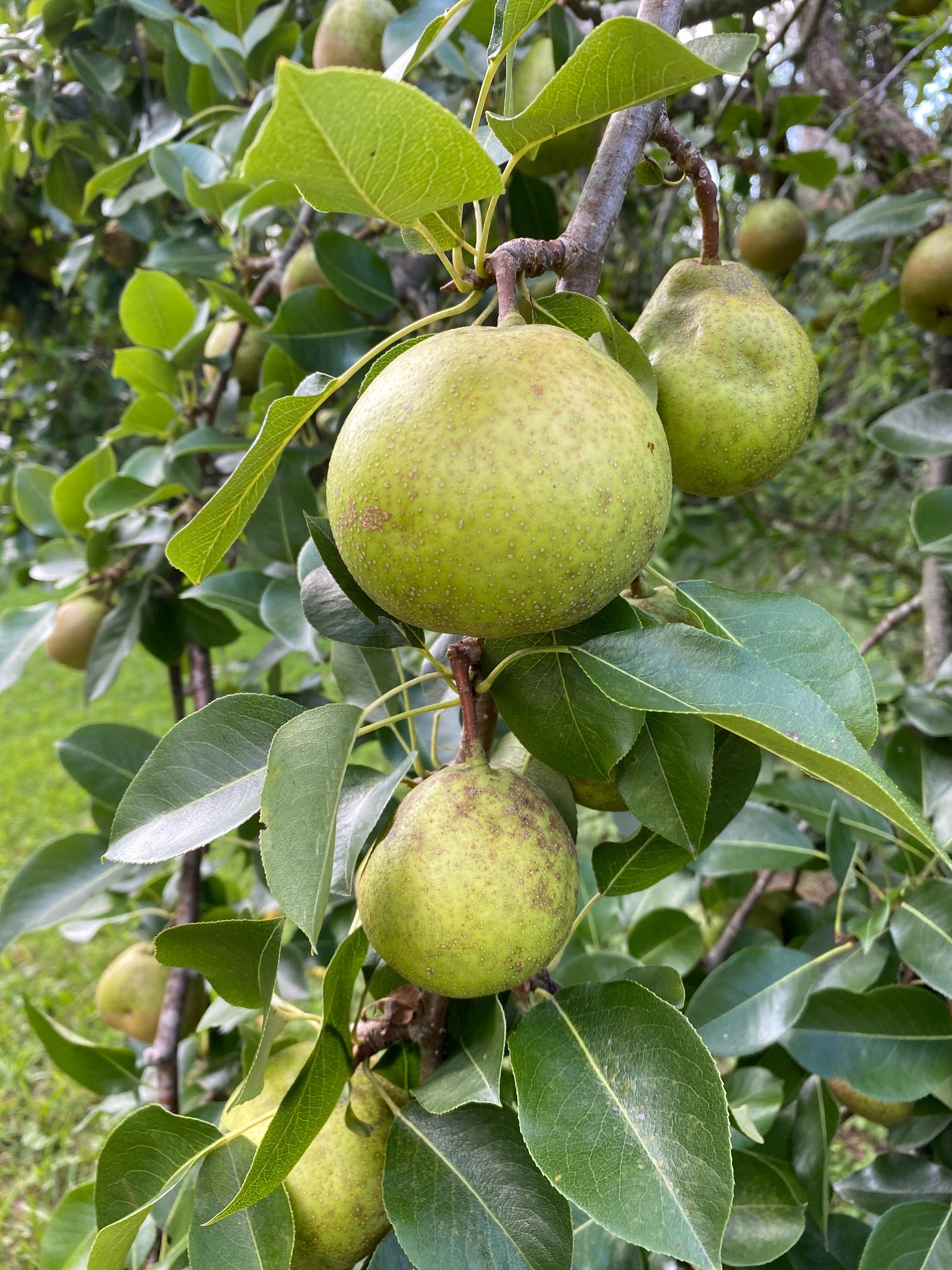Field Crop