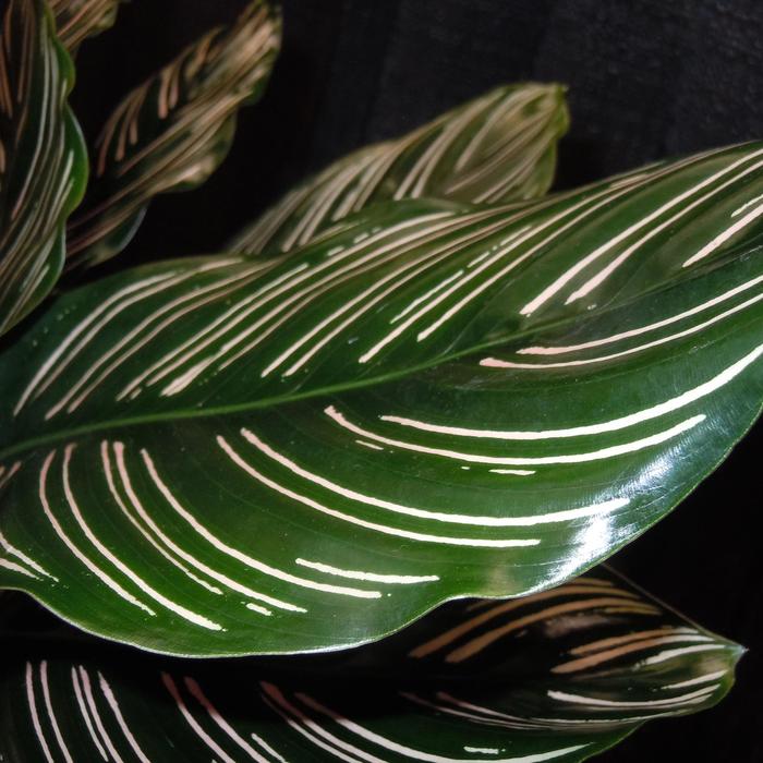 Calathea 'Ornata' 6"