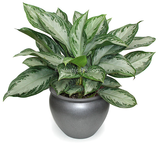 Aglaonema 'Silver Bay'