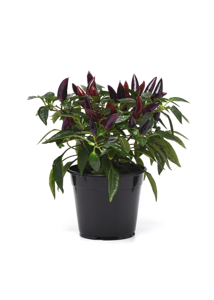 Ornamental Pepper Acapulco XP Orange Quart