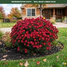 Kickin' Carmine Red Aster, 1 gallon