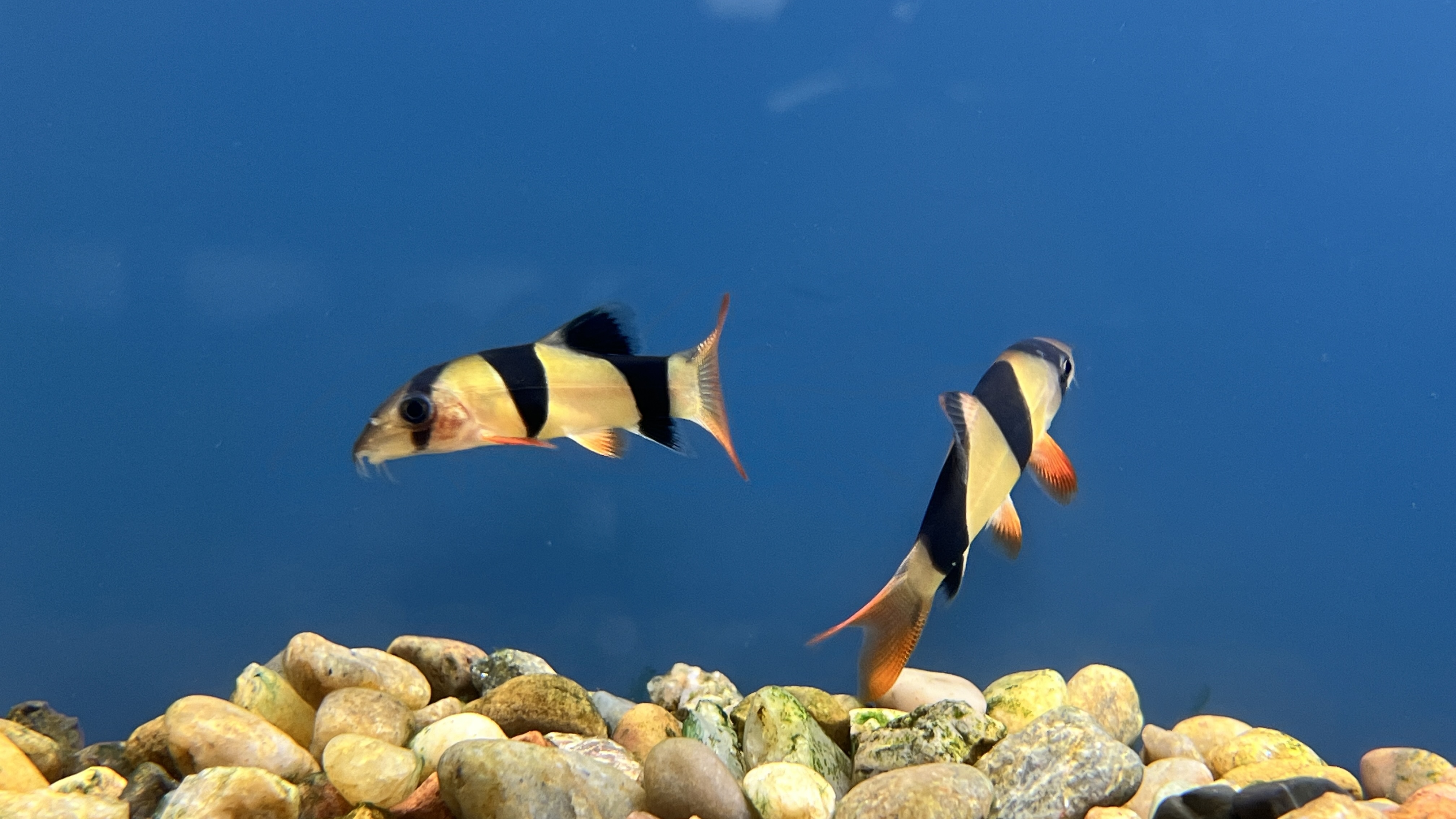 Clown Loach- Chromobotia macracanthus