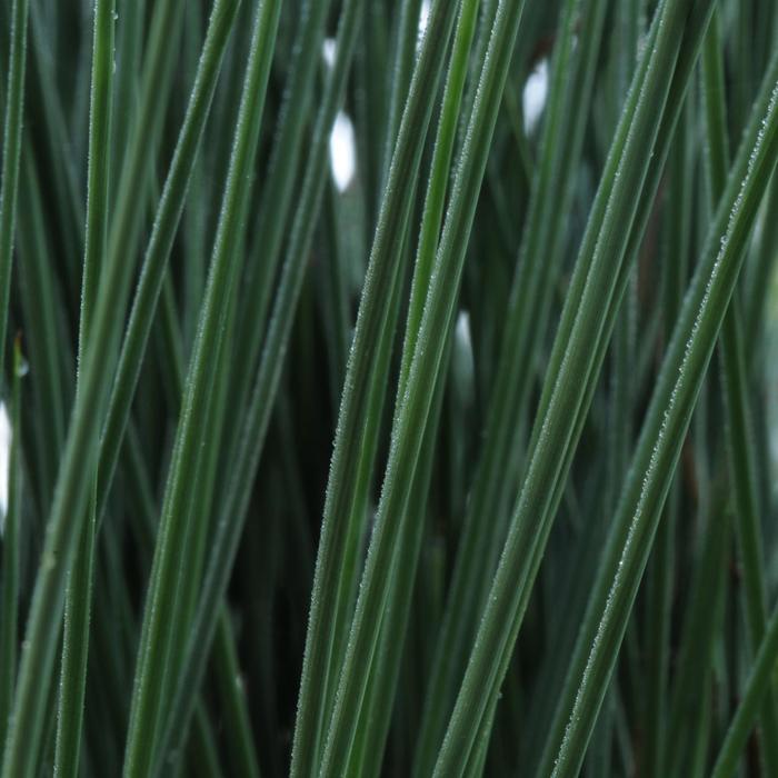 Juncus Blue Mohawk 1 Gal PW