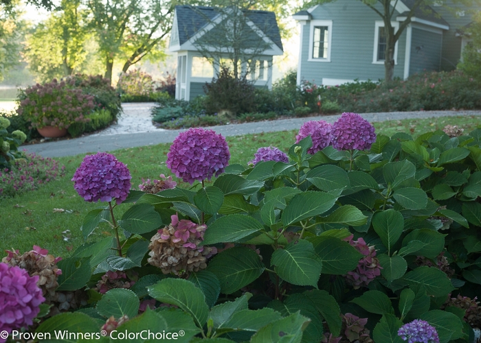 Hydrangea Lets Dance Rhythmic Blue 3 Gal