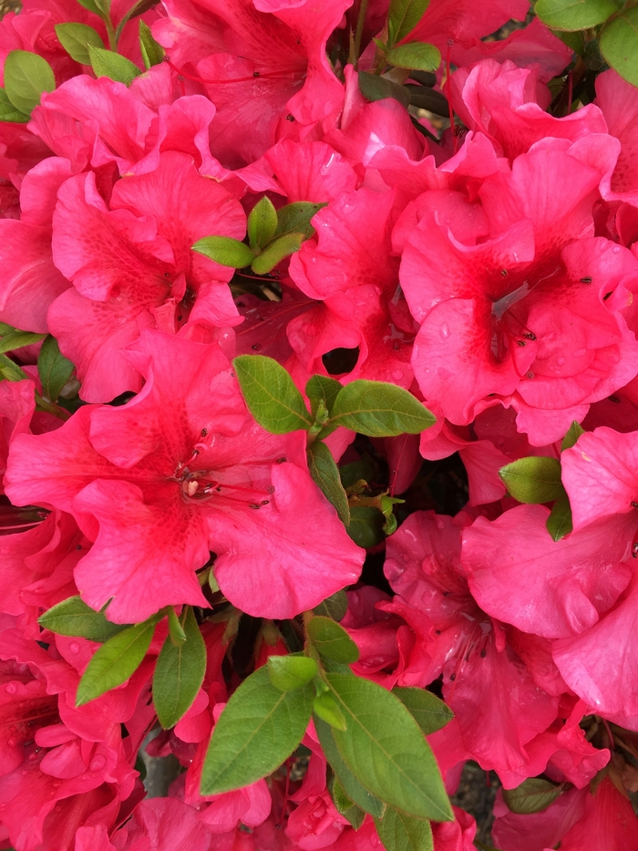 Azalea Coral Bell 7 Gal