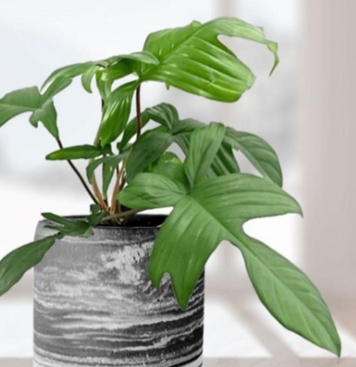 Philodendron Fuzzy Petiole 8"