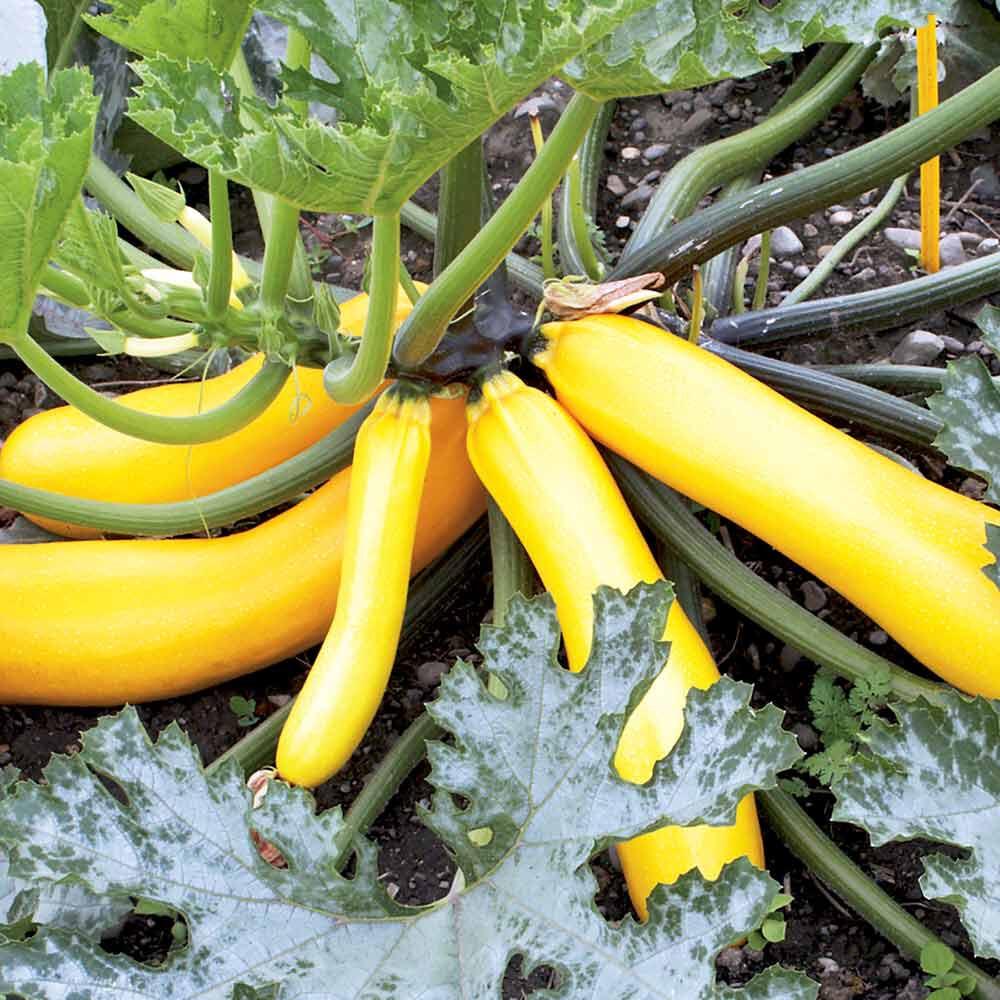 Golden Courgette - 2x Plug Plants - Prolific Producer