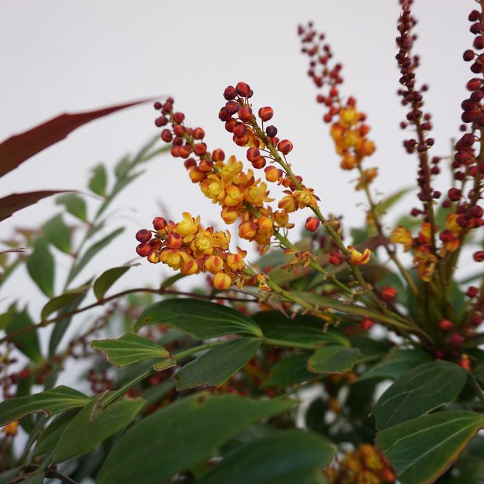 Mahonia Woodland Sprite 7 Gal