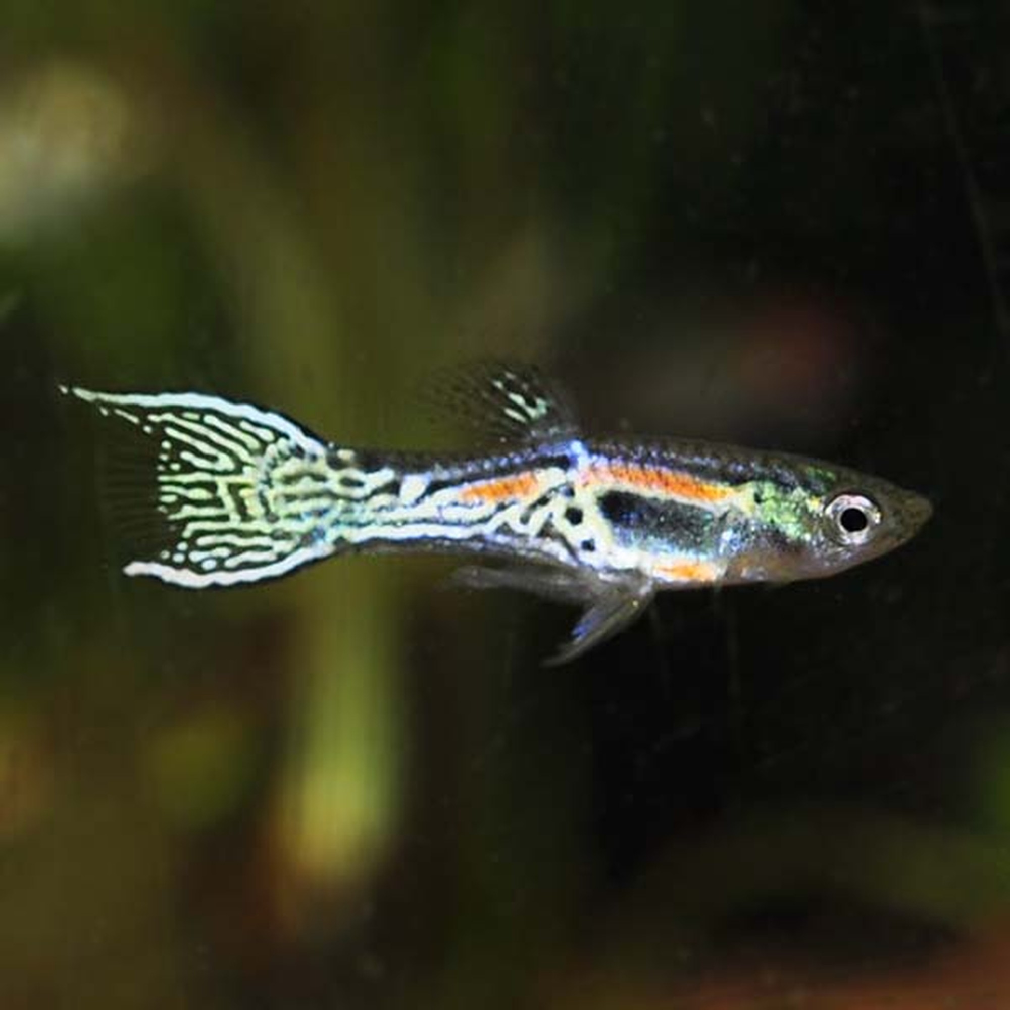 Bengal Endler