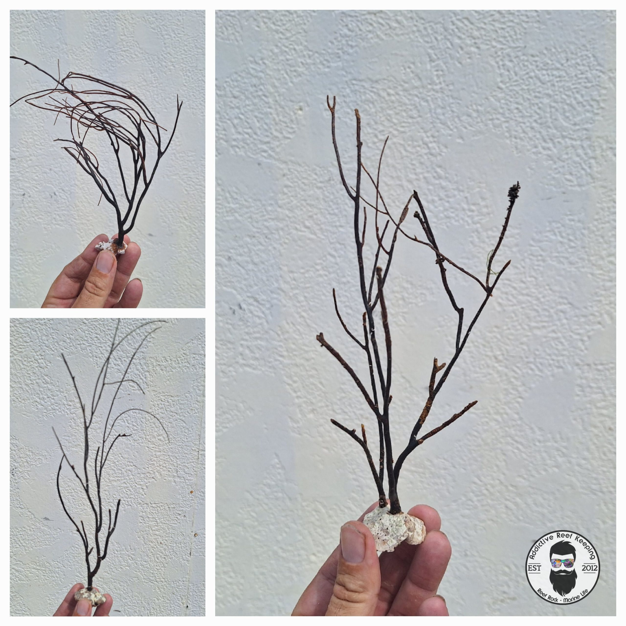 Seahorse Trees Assorted 3 Pack