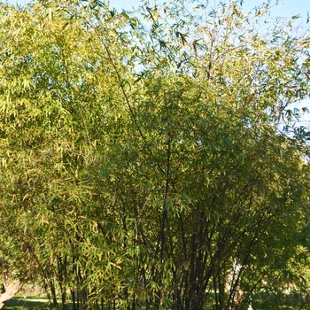 Bamboo Golden Goddess 15 Gal