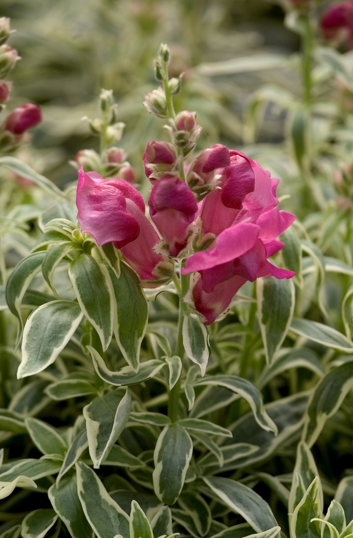 Snapdragon 1 Gal