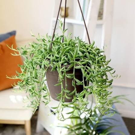 String of Bananas, 6" HB