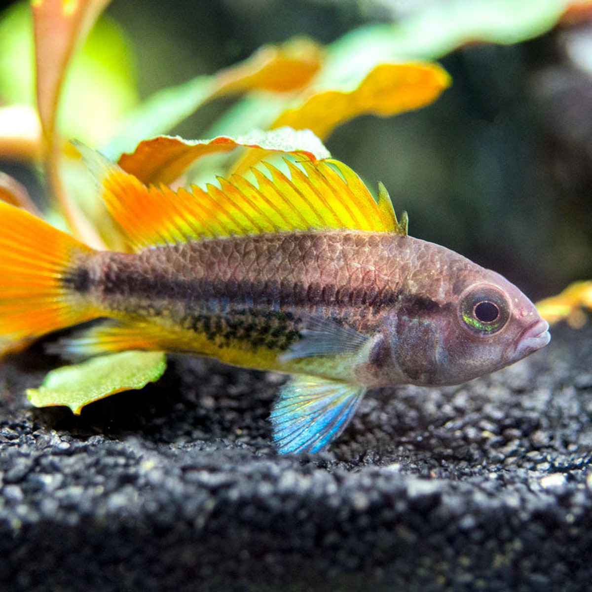 Apistogramma Cacatuoides "Orange Flash" Pair