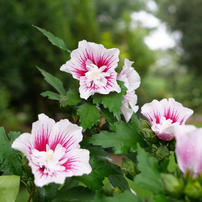 Althea Sugar Tip 3 Gal