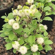 Mount Airy Fothergilla