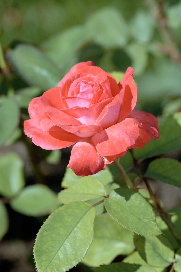 Rose Patio Miracle on the Hudson 3 Gal