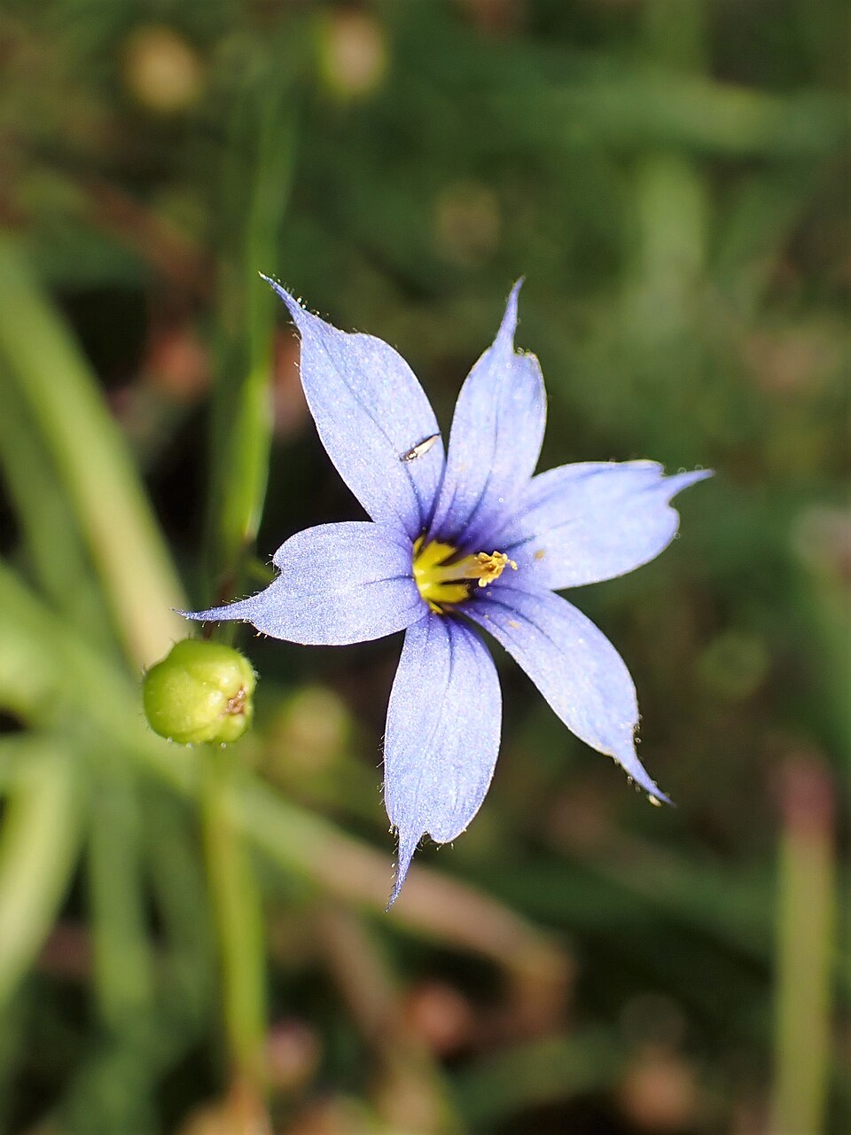 Sisyrinchium angustifolium Lucerne