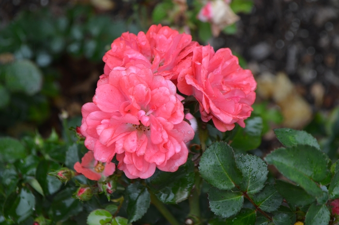 Salvia Rose Marvel Meadow 2 Gal