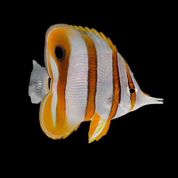 Copperband butterflyfish