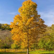 Silver Maple (Acer), 3 gallon