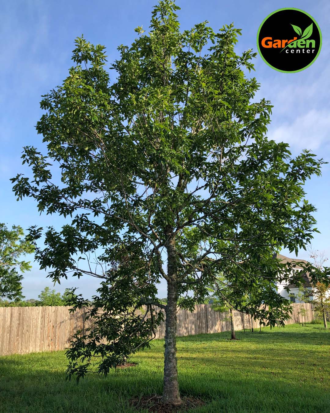 Green Ash at Garden Center of Las Cruces