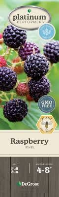 Jewel Black Raspberry (Rubus)