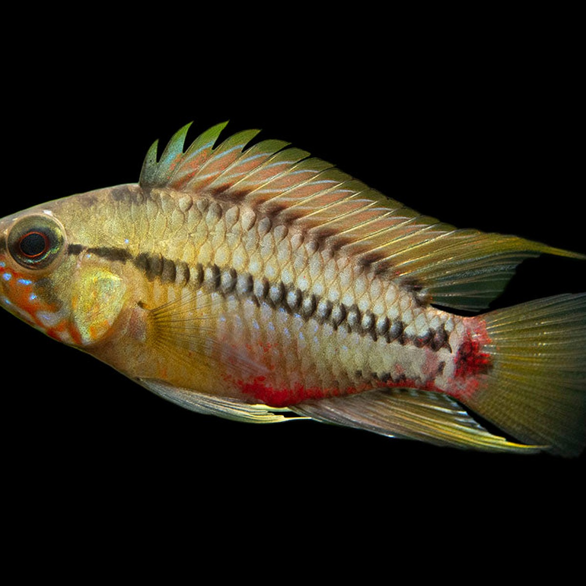 Apistogramm hongsloi II