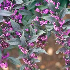 Pearl Glam Beautyberry (Callicarpa), 3 gallon