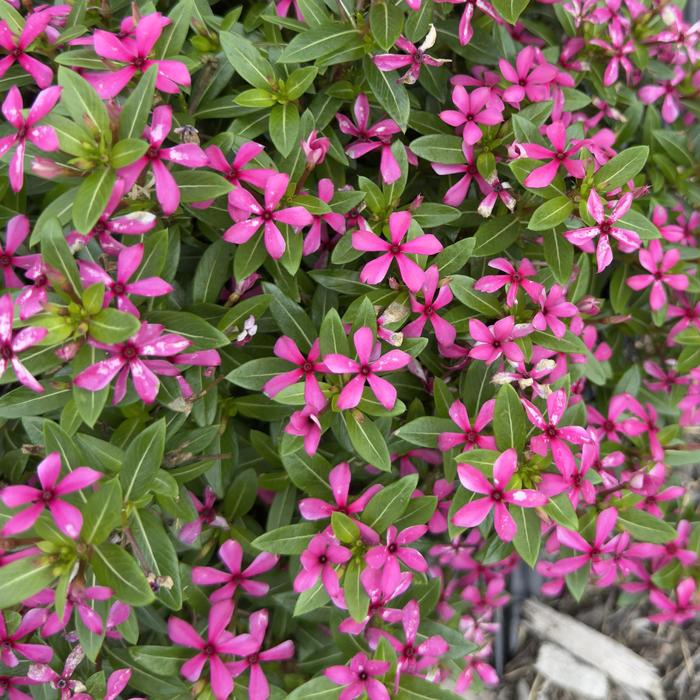 Vinca Soiree Blueberry Kiss Quart