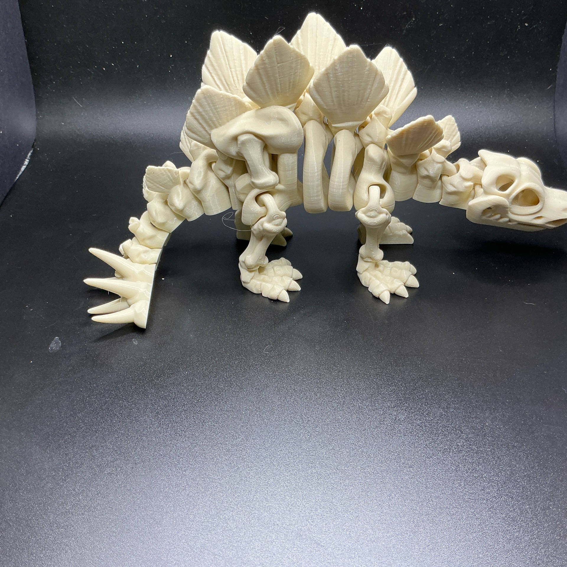 Skeleton Stegosaurus