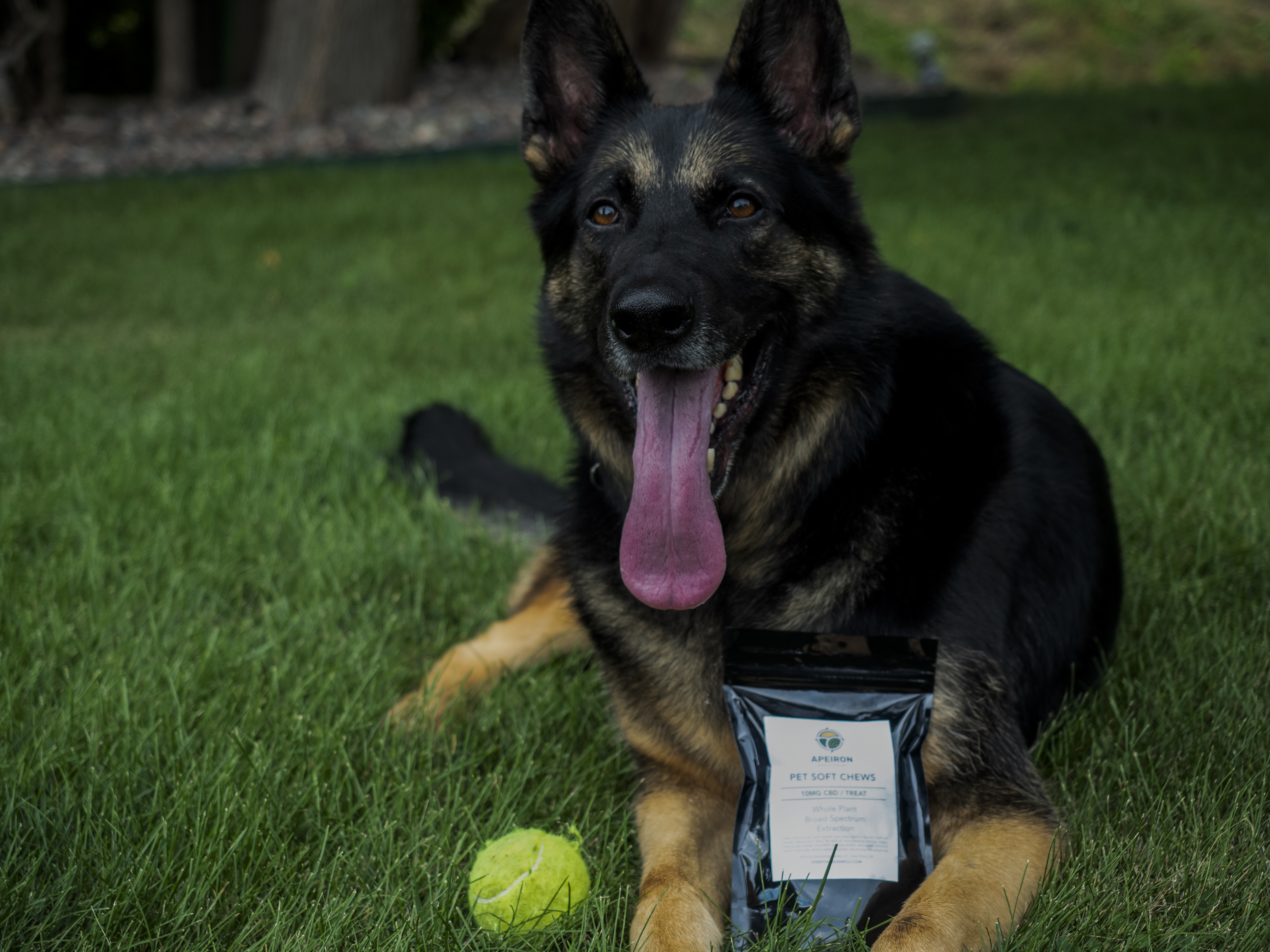 CBD Dog Treats - Steak Bites