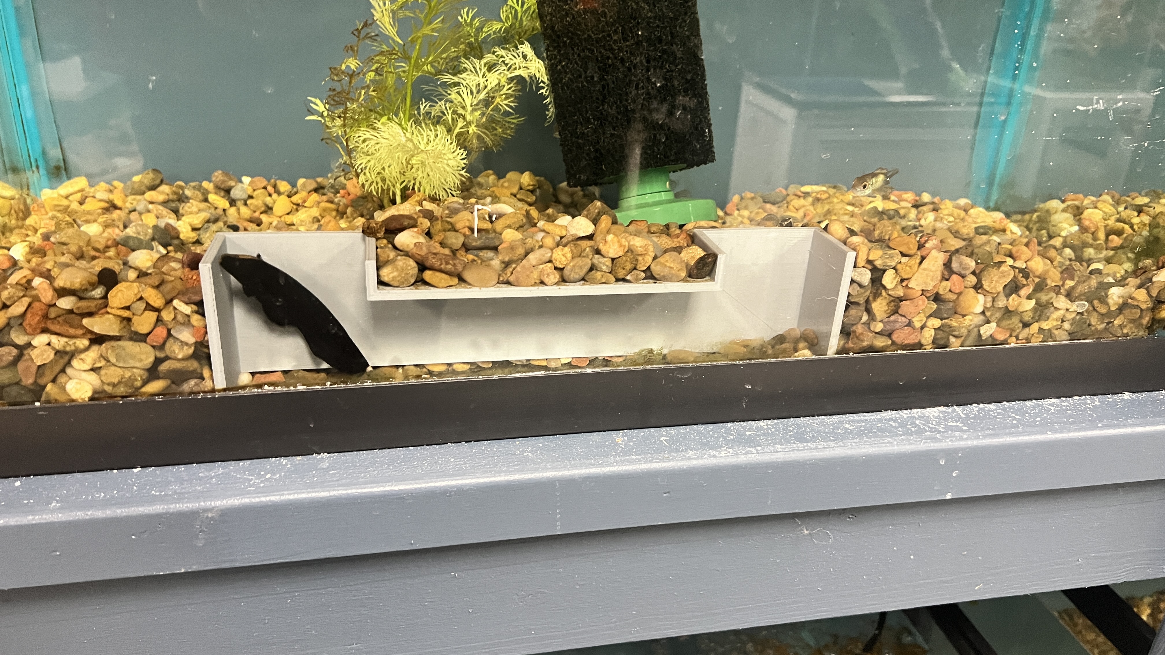 3D Aquarium Fish Tunnel
