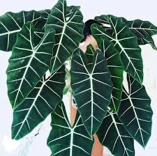 Alocasia 'Frydek', 4"