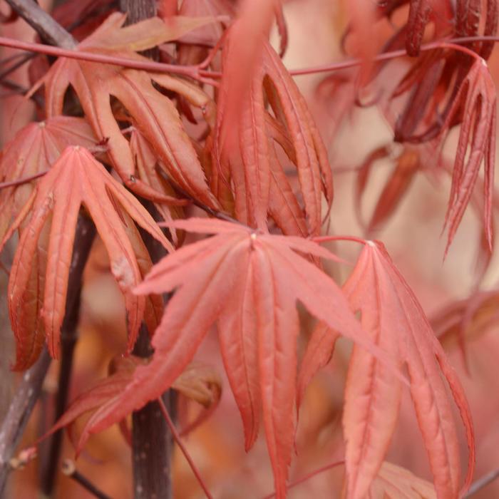 Japanese Maple Falling Star 15 Gal