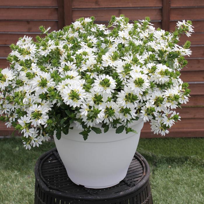 Scaevola Surdiva Purple Quart
