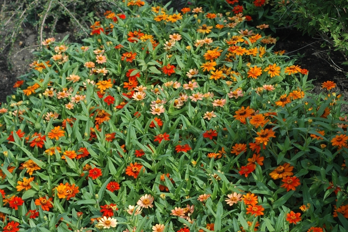 Zinnia Profusion Yellow Quart