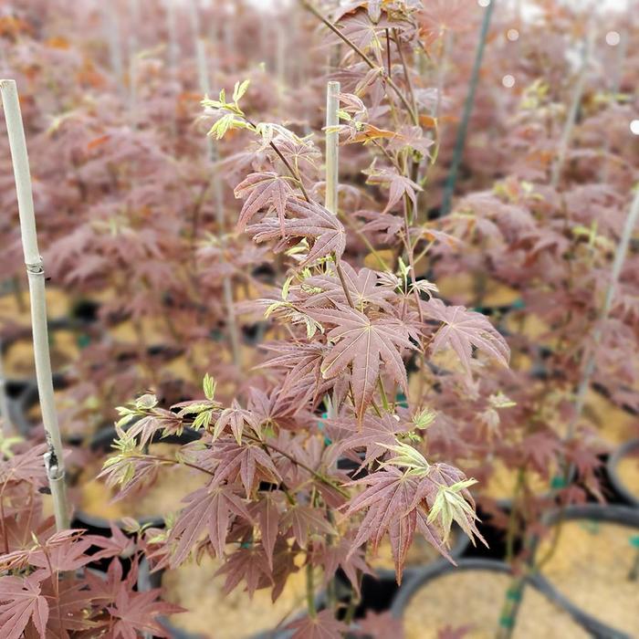 Japanese Maple Coonara Pygmy Dwarf 6 Gal