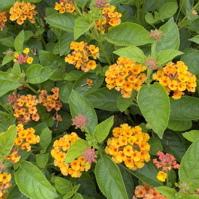Lantana Gem Compact Orange Quart