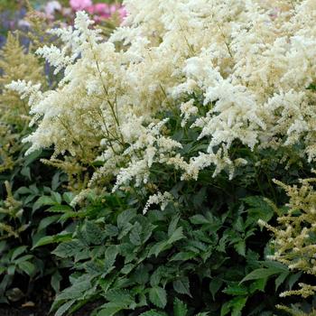 Astilbe Deutschland 2 Gal