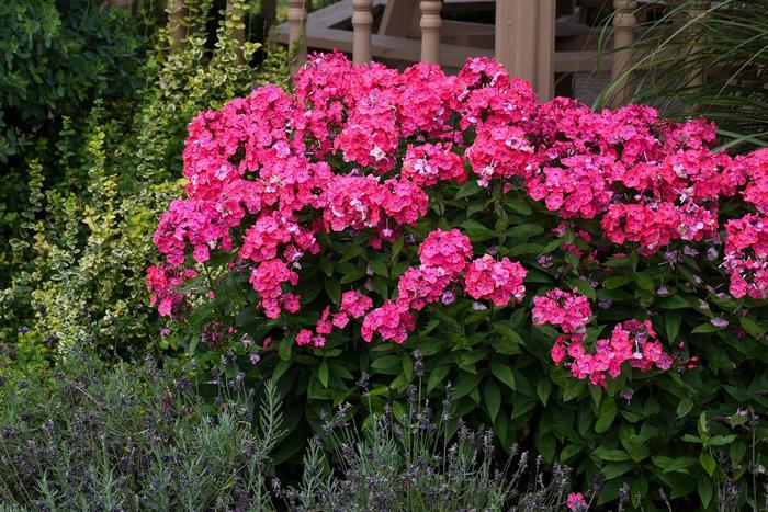 Phlox Garden Girls Material Girls 1 Gal