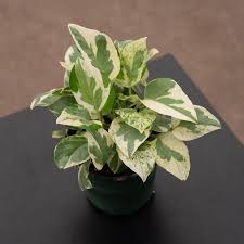 Pothos 'Pearls & Jade', 4"