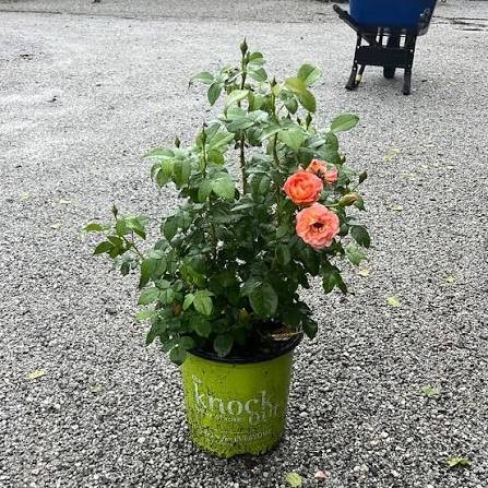 Orange Glow Knock Out Rose, 3 gallon