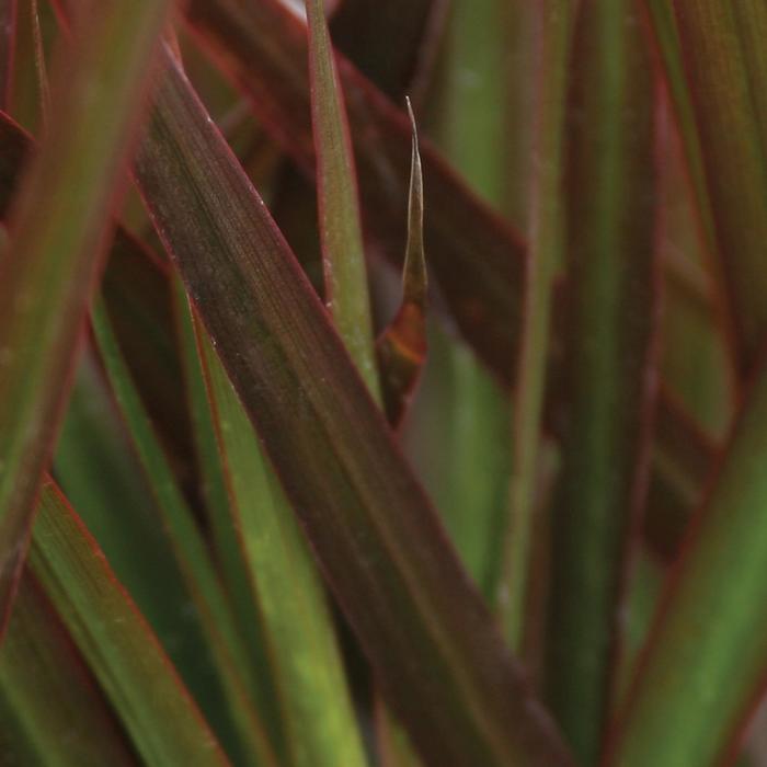Dracaena Jade Jewel 10"