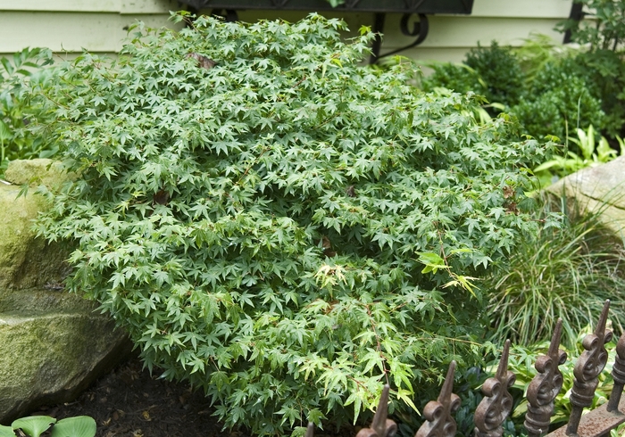 Japanese Maple Nuresagi 15 Gal