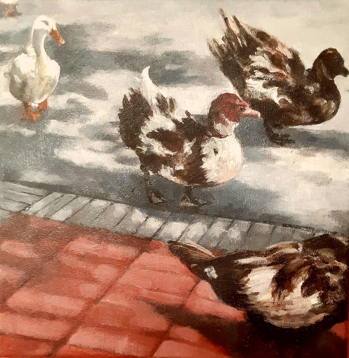 Town Ducks