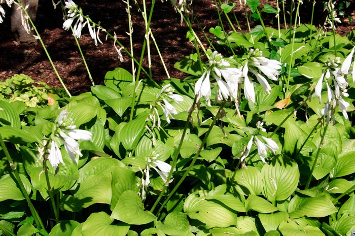 Hosta Royal Wedding 1 Gal