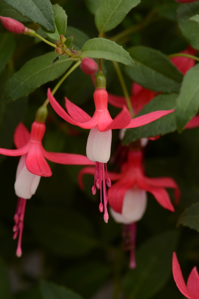 Cape Fuchsia Colorburst Deep Red1 Gal