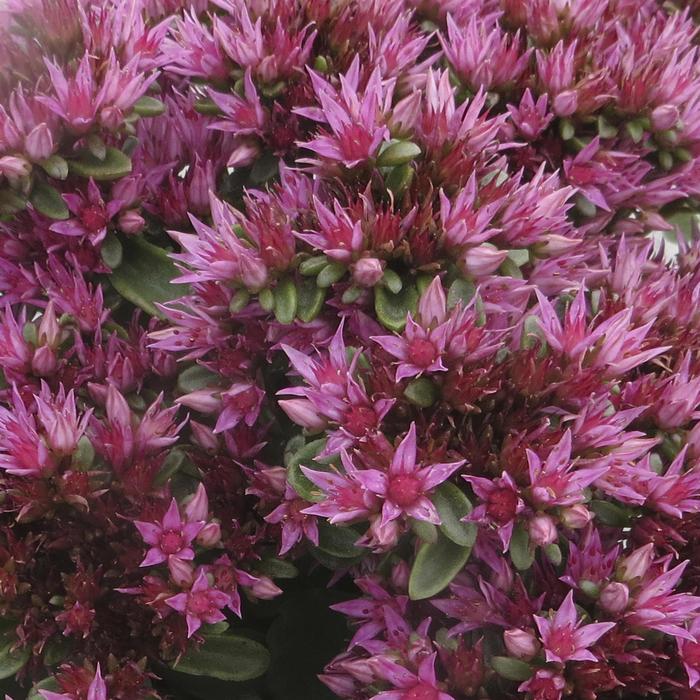 Sedum Atlantis Quart