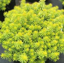 Angelina Sedum